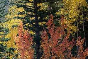 Boulder Gallery: USA, Utah. Colorful autumn aspen and ponderosa pine