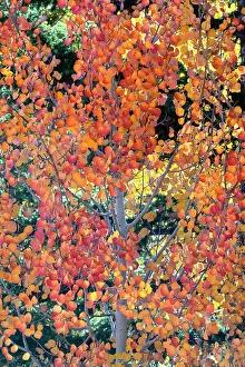 USA, Utah. Colorful autumn aspen and ponderosa pine on Boulder Mountain, Dixie National Forest. Date: 17-10-2020