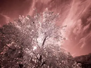 Pass Prints: USA, Utah, Infrared of the Logan Pass area Date: 25-09-2020