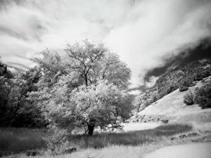 Aspen Gallery: USA, Utah, Infrared of the Logan Pass area and lone tree