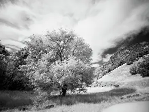 Pass Prints: USA, Utah, Infrared of the Logan Pass area and lone tree Date: 25-09-2020