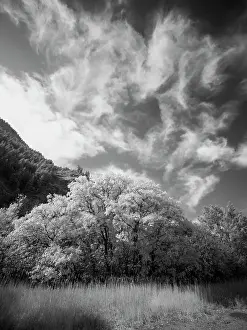 USA, Utah, Infrared of the Logan Pass area and lone tree Date: 25-09-2020