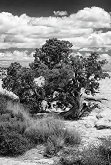 Monument Prints: USA, Utah. Juniper with clouds, Bears Ears National Monument. Date: 16-04-2021