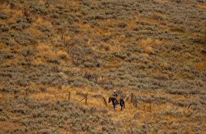 Line Collection: USA, Utah, Logan Highway 89 cowboy on horseback along fence line Date: 26-09-2020