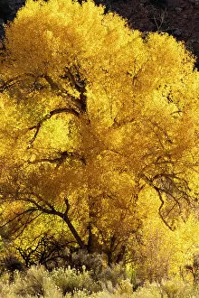 Backlit Gallery: USA, Utah. Magnificently backlit autumn Cottonwood