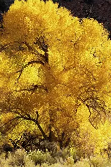 Backlit Prints: USA, Utah. Magnificently backlit autumn Cottonwood tree