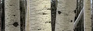Panoramic Prints: USA, Utah. Panoramic detail of aspen trunks in Manti-La Sal National Forest