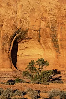 Sand Gallery: USA, Utah. Pinyon pine in an alcove, Sand Flats