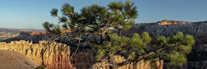 Pine Gallery: USA, Utah. Pinyon pine at Bryce Canyon National Park