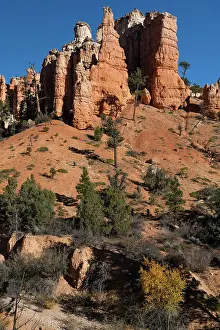 Dixie Prints: USA, Utah. Pinyon pine and hoodoos, Bryce Canyon National Park. Date: 18-10-2020
