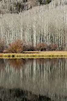 USA, Utah. Reflections on Warner Lake, Manti-La Sal National Forest. Date: 01-11-2020