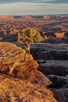 USA, Utah. Twisted juniper at an overlook, Dead Horse Point State Park. Date: 23-01-2021