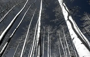 Color Collection: USA, Utah, Woodruff aspen trees along highway 39 Date: 27-09-2020
