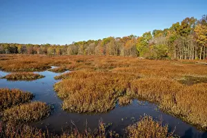 Orange Prints: USA, Virginia, Alexandria, Huntley Meadows Park and fall color Date: 07-11-2020