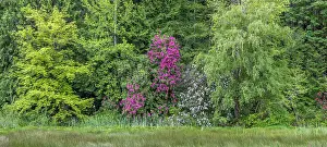 Panoramic Prints: USA, Washington, Seabeck, Guillemot Cove Nature Preserve