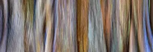 Panoramic Prints: USA, Washington, Seabeck. Panoramic abstract of tree trunk and limbs. Date: 19-08-2021