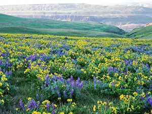 USA, Washington State. Arrowleaf balsamroot and lupine Date: 22-04-2021