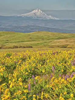USA, Washington State. Arrowleaf balsamroot and lupine with Mount Hood in background Date: 23-04-2021