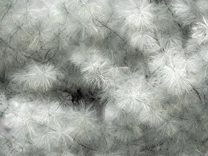 Pacific Prints: USA, Washington State, Bellevue Pine tree close up and tree trunk Date: 12-10-2019