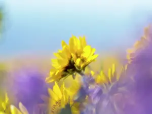 State Prints: USA, Washington State. Close-up of Arrowleaf Balsamroot and lupine Date: 23-04-2021