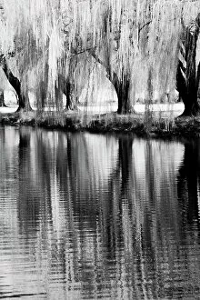Images Dated 6th July 2021: USA, Washington State, Eastern Washington. Weeping willow tree reflecting in pond Date: 30-03-2006