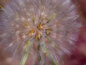 State Prints: USA, Washington State, Eastern Washington fluffy seed head of Salsify dandelion Date: 22-06-2020