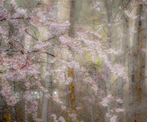 Fall Collection: USA, Washington State, Fall City, Springtime cherry trees blooming along Snoqualmie River