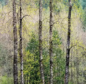 Color Collection: USA, Washington State, Fall City Cottonwoods just budding out in the spring along the Snoqualmie