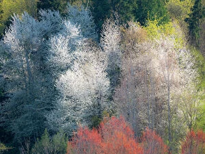 Bloom Gallery: USA, Washington State, Fall City wild cherry springtime