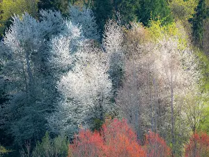 USA, Washington State, Fall City wild cherry springtime blooming Date: 16-04-2020