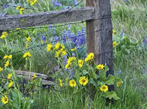 Line Prints: USA, Washington State. Fence line with spring wildflowers Date: 22-04-2021