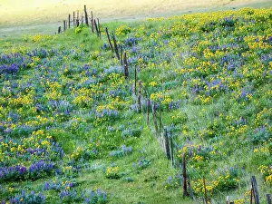 USA, Washington State. Fence line with spring wildflowers Date: 22-04-2021
