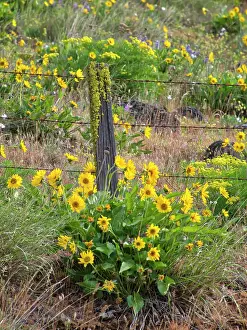 Line Prints: USA, Washington State. Fence line and wildflowers Date: 23-04-2021