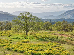 Hill Gallery: USA, Washington State. Lone Oak Tree in field of wildflowers
