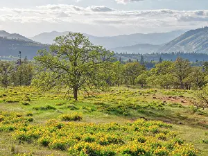 Hill Prints: USA, Washington State. Lone Oak Tree in field of wildflowers Date: 22-04-2021