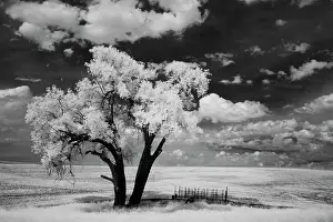 USA, Washington State, Lone tree in field in wheat Date: 12-06-2006