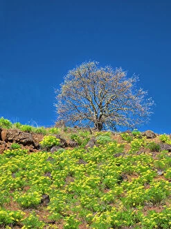 Hill Gallery: USA, Washington State. Lone Tree on hillside with