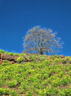 Hill Prints: USA, Washington State. Lone Tree on hillside with spring wildflowers Date: 21-04-2021