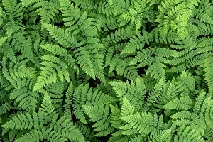 Images Dated 4th October 2021: USA, Washington State, Olympic National Forest. Oak fern patterns. Date: 26-05-2021