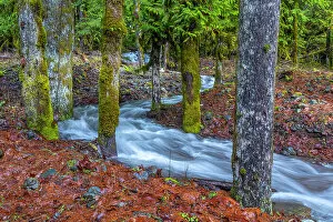 Images Dated 4th October 2021: USA, Washington State, Olympic National Park. Skokomish River tributary rushes through forest
