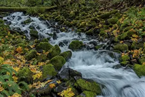 USA, Washington State, Olympic National Park. Creek rapids and forest in autumn. Date: 30-10-2021