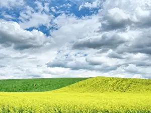Hills Prints: USA, Washington State, Palouse, Rolling hills of canola and wheat Date: 20-06-2019