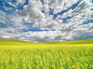 USA, Washington State, Palouse, Spring canola field with beautiful clouds Date: 20-06-2019
