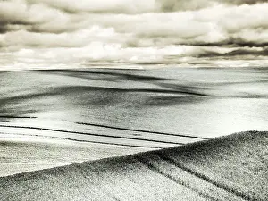 USA, Washington State, Palouse. Crops growing on the rolling hills of the Palouse Date: 12-10-2020