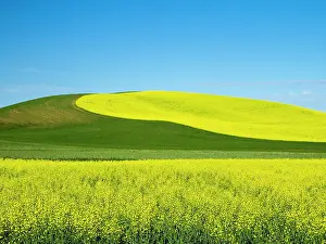 State Prints: USA, Washington State, Palouse. Field of canola and wheat in full bloom Date: 14-06-2021