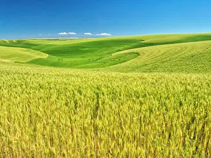 USA, Washington State, Palouse Region, Patterns in the fields of wheat Date: 22-06-2020