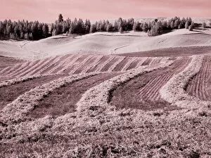 Images Dated 13th September 2021: USA, Washington State, Palouse region, Harvest cut lines in Field Date: 24-06-2020