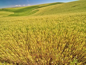 Images Dated 27th April 2021: USA, Washington State, Patterns in the fields of wheat