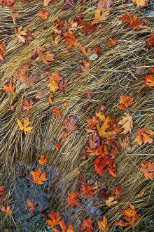 Panoramic Prints: USA, Washington State, Poulsbo