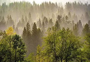 Pacific Prints: USA, Washington State, Preston Evergreens and Cottonwood trees lifting fog on hillside